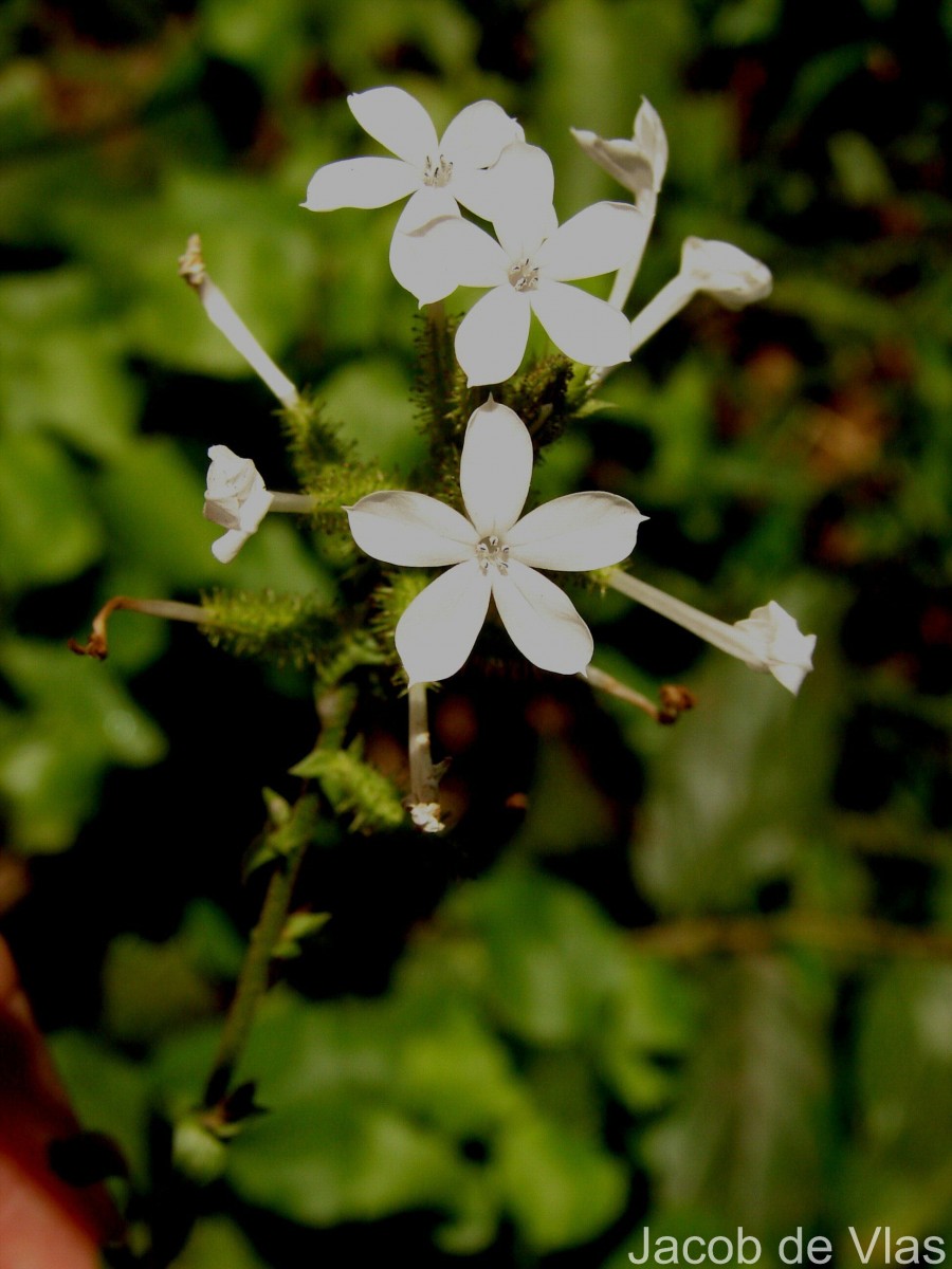 Plumbago zeylanica L.